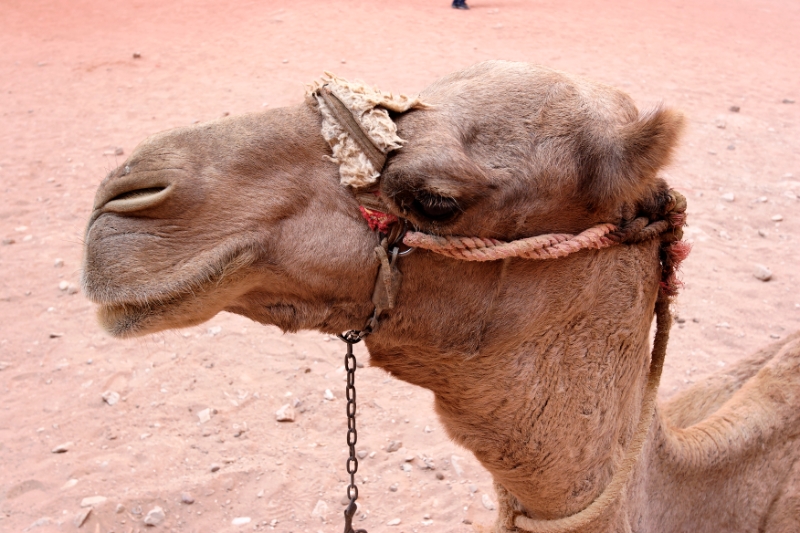 Camel, Petra (Wadi Musa) Jordan.jpg